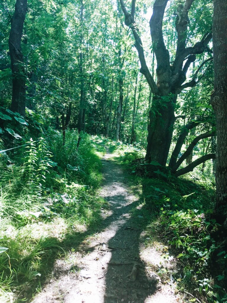 Elva, sentiero nel bosco